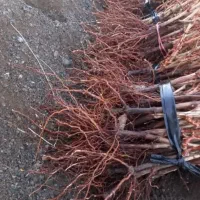 نهالستان صنوبر در نهالستان گردو و بادام دیرگل|خدمات باغبانی و درختکاری|بروجن, |دیوار