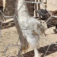 خروس و مرغ برهما