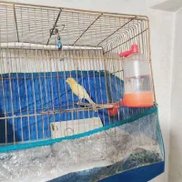 تعدادی قناری|پرنده|پاکدشت, پاکدشت (مامازند)|دیوار