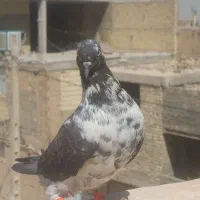 کبوتر|پرنده|خمینی‌شهر, |دیوار