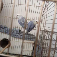 جفت کوتوله