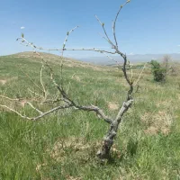 باغ انگور در روستای محسن آباد