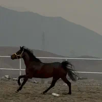 اسب مادیون کرد ۴ ساله ، کره سیلمی سیاوش رستمی