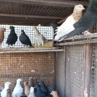 کبوتر دم‌سفید