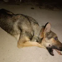 سگ شپرد ژرمن