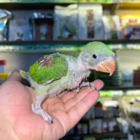 جوجه شاه طوطی کینگ سایز و درشت