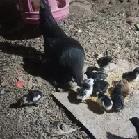مرغ باجوجه