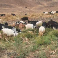 تعدادی بزغاله ماده ابستن