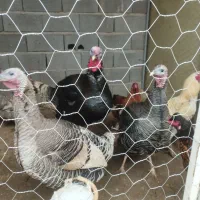 بوقلمون 3عدد