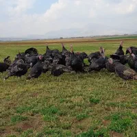 بوقلمون محلی ارگانیک