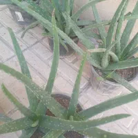 گل آلوئه ورا|گل و گیاه طبیعی|ایلام, |دیوار