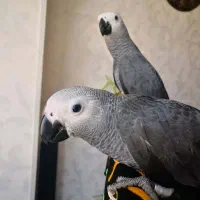 جوجه کاسکو سرلاکی و تازه دانه خور|پرنده|جهرم, |دیوار