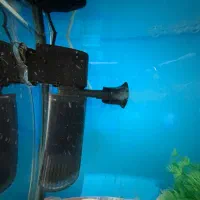 آکواریوم شیشه خم|ماهی|مشکیندشت, |دیوار