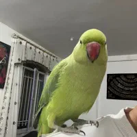 طوطی ملنگو رام