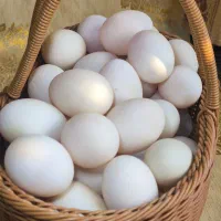 تخم اردک تازه و محلی