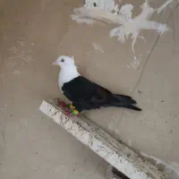 کله سفید ماده