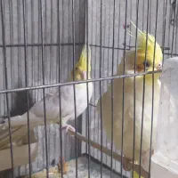 عروس هلندی آلبینو و لوتینو