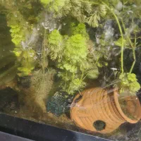 گیاه آکواریومی  رایگان