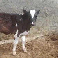 گاو . گوساله