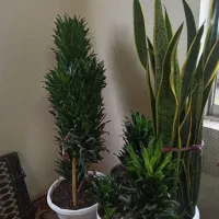 گل‌های زینتی