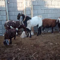 نربز پاکستانی