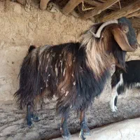 بز نر