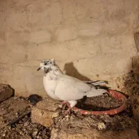 کله دم سبز ماده|پرنده|میانه, |دیوار