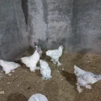 مرغ و خروس برهما