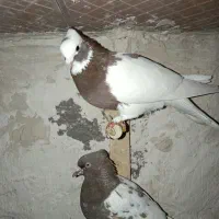 طوقی دمبی سینه ای