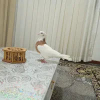 طوقی زرد ماده