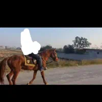 خریدوفروش اسب باری وسواری یورقه