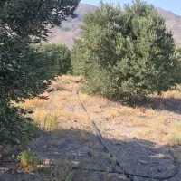 پخش زیتون عابد