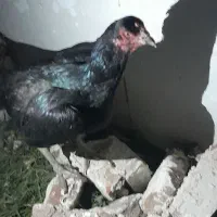 مرغ لاری نژاد دار
