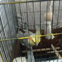 عروس هلندی  مولدسینامون سخنگو