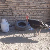 بقلمون محلی|حیوانات مزرعه|سراوان, |دیوار