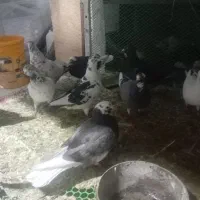 فروش کبوتر دونه ای 500