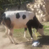 گوساله چاق دو دندان 450کیلو|حیوانات مزرعه|عنبران, |دیوار