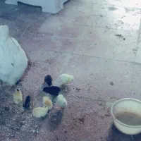 مرغ گلین با‌ده‌جوجه‌عربی