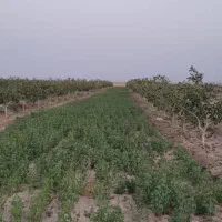 استخدام کارگر بخش کشاورزی