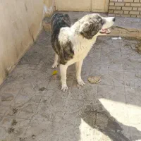 توله سگ ماده