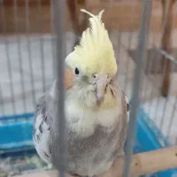 طوطی سان عروس هلندی