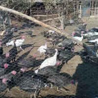 فروش بوقلمون|حیوانات مزرعه|مشگین شهر, |دیوار