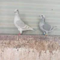 الماس خط سفید