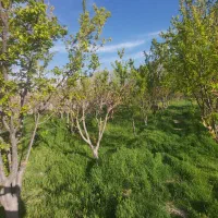 باغ-5000-متری-در-منجیل-آباد