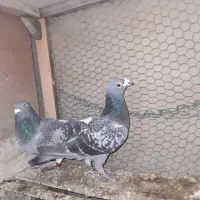 پلاکی مسافتی المانی پولکی قره|حیوانات مزرعه|مشهد, کوی دروی|دیوار