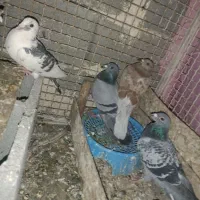 ۳تا کبوتر گرفتنی ارسال از اهواز|پرنده|ایلام, |دیوار