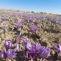 چیدن و پاک کردن زعفران