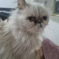 واگذاری رایگان گربه پرشین