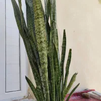 گل سانسوریا شمشیری