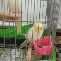 عروس هلندی لوتینو مولد|پرنده|سجاس رود, |دیوار